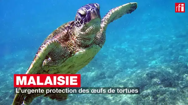 Malaisie : l'urgente protection des œufs de tortues