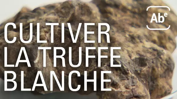 Cultiver la truffe blanche, c’est possible. ABE-RTS