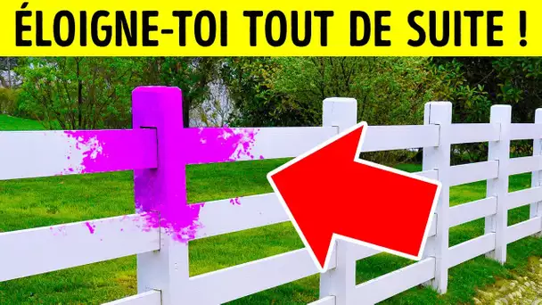 Si Tu Vois Du Violet Sur Une Clôture, Prends Tes Jambes À Ton Cou