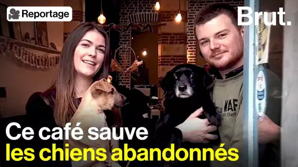 À Lille, ce café sauve les chiens errants et abandonnés