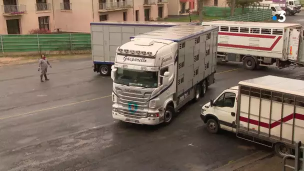 Coronavirus : l'incertitude sur le marché aux bestiaux de Laissac en Aveyron