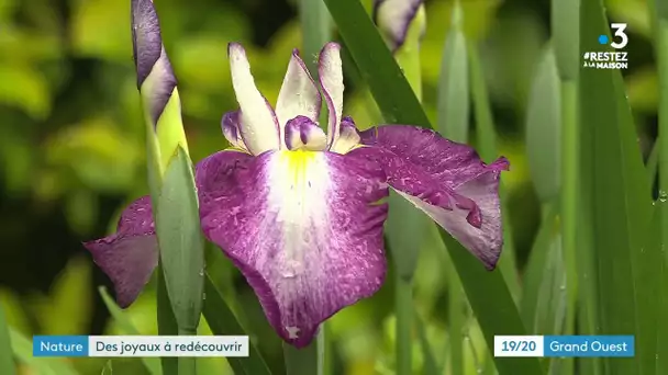 Ille-et-Vilaine : Réouverture du parc botanique du Châtellier