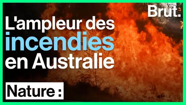Australie : l’ampleur des incendies en 5 conséquences