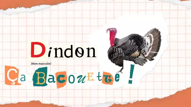 "Ça Bacouette !" s'intéresse aujourd'hui à l'origine normande du mot dindon