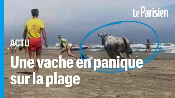 Une vache sème la pagaille sur une plage du sud de la France après s'être échappée de son enclos