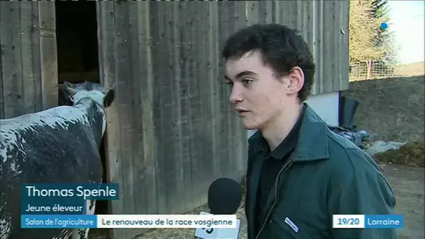 Vache race vosgienne