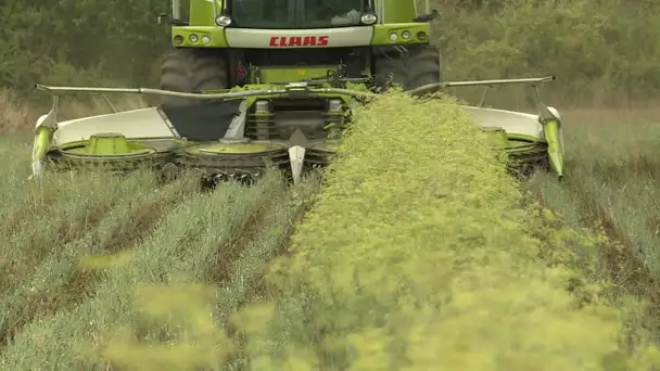 Dans le pastis de Marseille,  la saveur du fenouil cultivé en Normandie