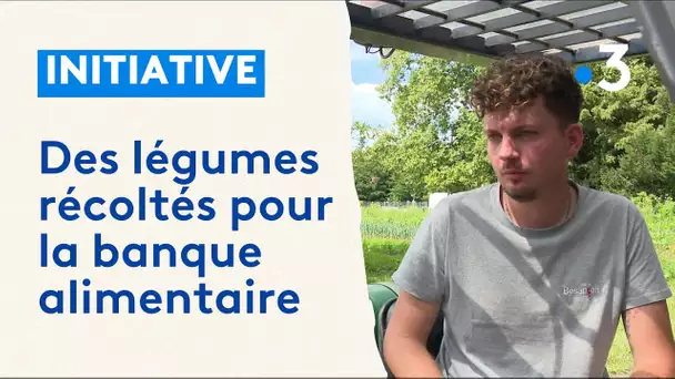 Des légumes récoltés pour la banque alimentaire dans ce jardin nourricier