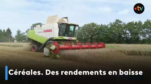 Céréales. Des rendements en baisse