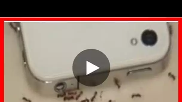 L’effet du téléphone portable sur les fourmis va vous faire froid dans le dos