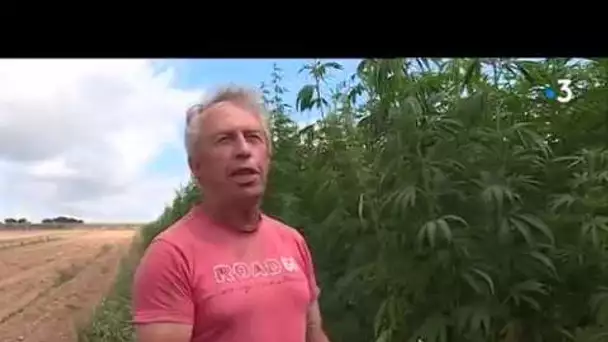 Culture légale de cannabis en centre Bretagne