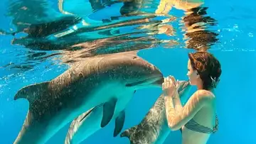 Découvrez cette thérapie qui vous fait nager avec des dauphins virtuels