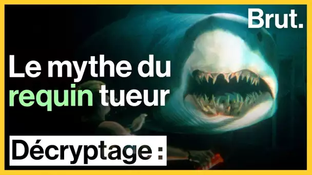Le mythe du requin tueur