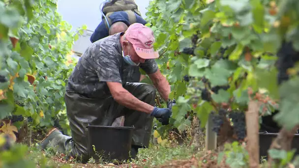 Côte-d'Or : jour de vendanges à Gevrey-Chambertin