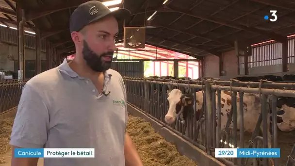 Canicule et animaux : les élevages du Tarn souffrent de la chaleur