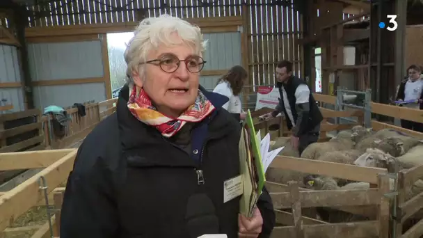 Ovinpiades des jeunes bergers : un concours pour les éleveurs de demain