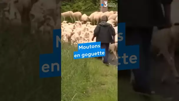 Transhumance des moutons en Dordogne près de Brantôme