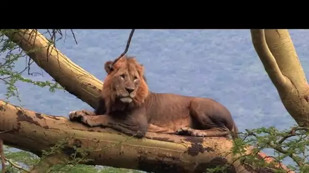 Safari dans la savane - Chaque jours est une aventure