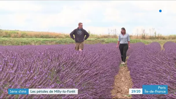 SERIE. A Milly-la-Forêt en Essonne (1/3) : La capitale des plantes aromatiques