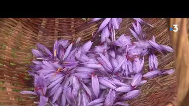 Pouldreuzic (Finistère) : la cueillette du safran