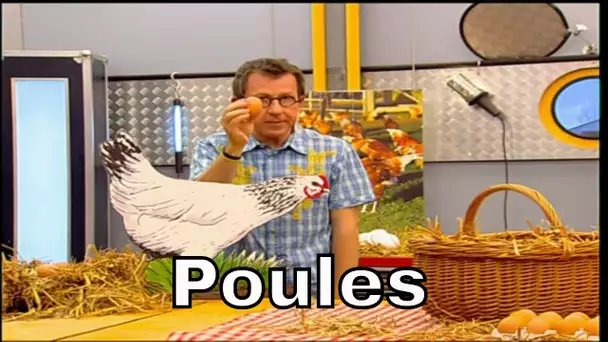 Que se passe-t-il si on ne retire pas les oeufs à la poule ? - C'est Pas Sorcier