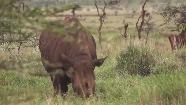 Le parc de Lewa, une réserve privée grand luxe au Kenya