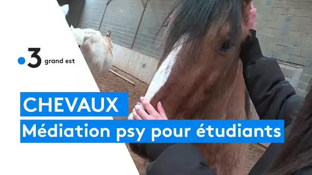 La médiation animale comme soutien psychologique pour étudiants