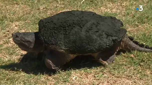 Une nouvelle tortue serpentine capturée en bordure du Canal du Midi près de Toulouse