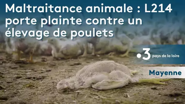 Maltraitance animale en Mayenne : L214 porte plainte contre un élevage de poulets