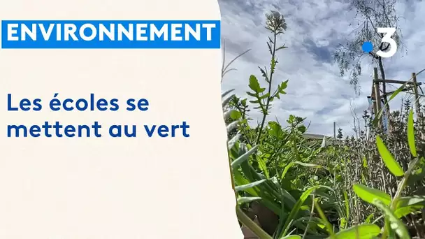 Une école végétalisée à Allauch pour lutter contre la hausse des températures