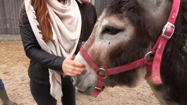 Ils adoptent un âne à la SPA