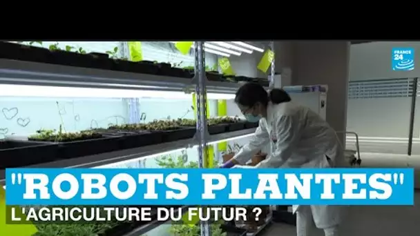 Les "robots plantes" : l'agriculture du futur ?