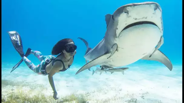 Cette fille est la meilleure amie des requins (Shark Girl) - ZAPPING SAUVAGE