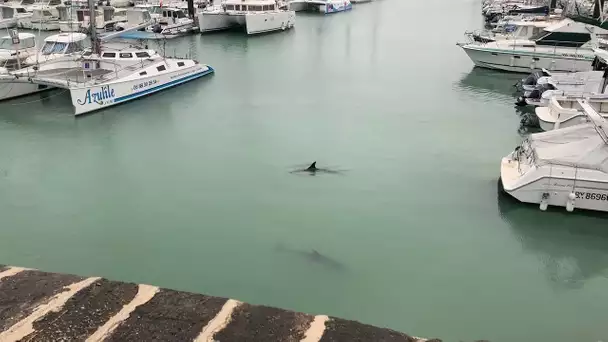Île d'Oléron : deux dauphins dans le port de Saint-Denis