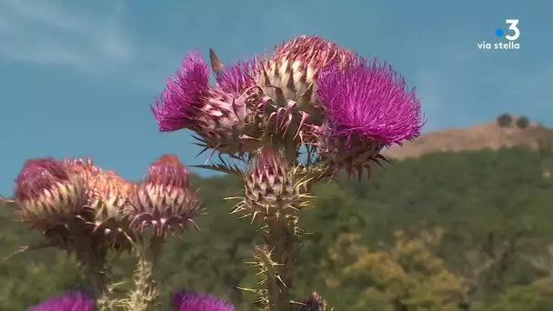 Tema vignoble de Corse : Domaine Alzipratu