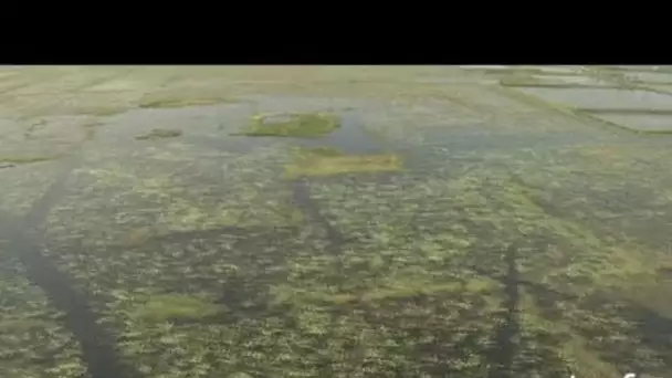 Bangladesh : fermes aquacoles des Sunderbans