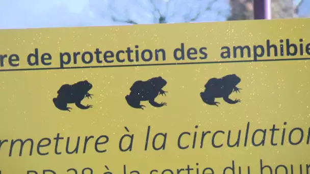 Lamballe : fermeture d'une route pour laisser libre passage aux batraciens