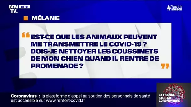 Est-ce que les animaux peuvent me transmettre le Covid-19 ?