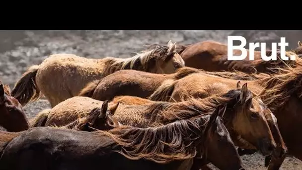 Les chevaux sauvages des Marquises en Polynésie française