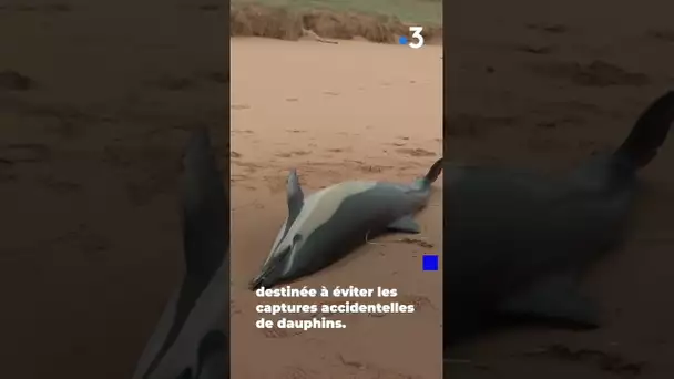 La Marine nationale veille au respect de l'interdiction de pêche dans le Golfe de Gascogne #shorts