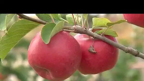 Rund um : La pomme Natti, une Alsacienne à croquer