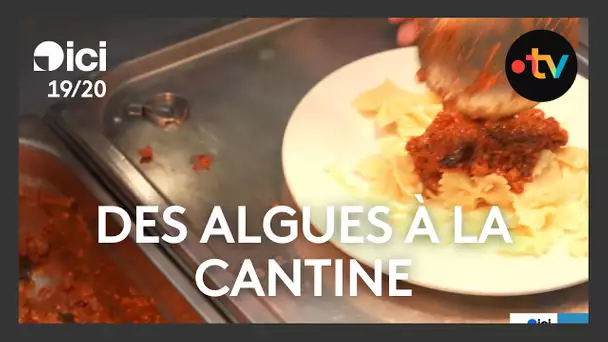 Des algues dans les repas des cantines de Cambrai