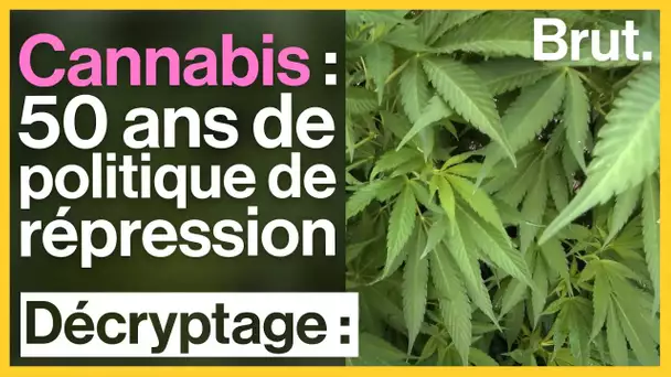 Cannabis : 50 ans de politique de répression