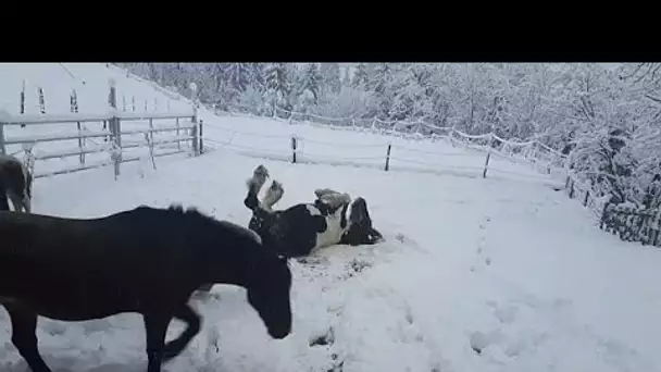 En Autriche, les chevaux profitent de la neige
