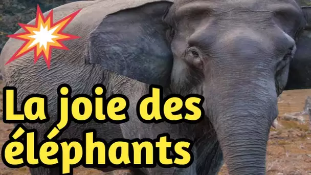 Une telle joie de voir le plaisir des éléphants  prennent à manger ( Jolie vidéo)