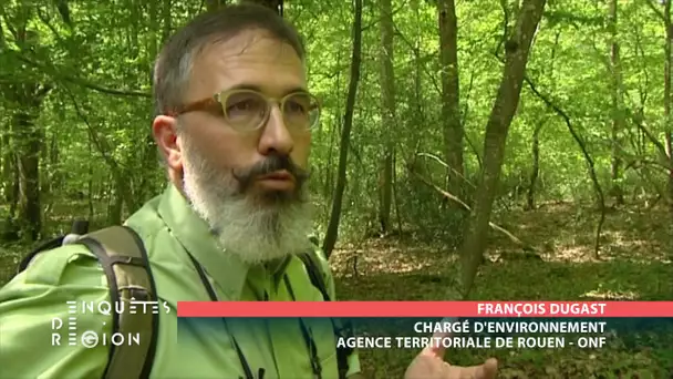 Enquêtes de région : La biodiversité de la forêt normande