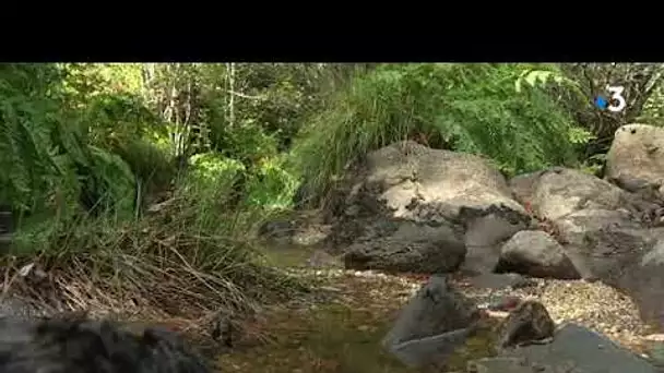 Les moules perlières font la richesse des rivières de la Montagne noire entre Tarn et Hérault