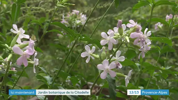 En plein cœur du Luberon, à Ménerbes un jardin botanique de plantes aromatiques médicales vertueuses