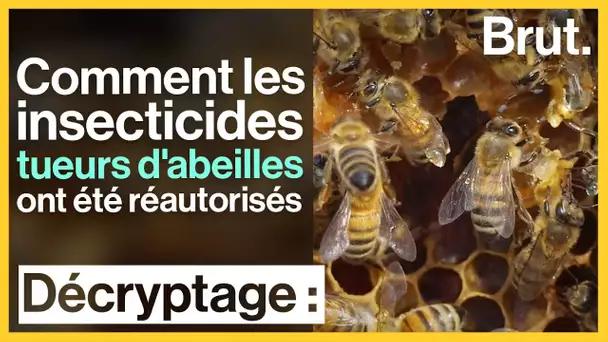 Les insecticides tueurs d'abeilles réautorisés, un danger pour la biodiversité