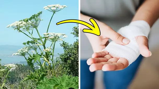 Si Vous Voyez Cette Plante, Évitez à Tout Prix d’y Toucher